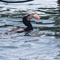 Phalacrocorax carbo (Great Cormorant) at Batemans Bay, NSW - 1 Nov 2019 by AlisonMilton