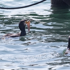 Phalacrocorax carbo at Batemans Bay, NSW - 1 Nov 2019 09:53 AM