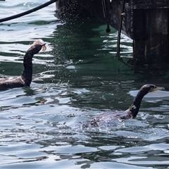 Phalacrocorax carbo at Batemans Bay, NSW - 1 Nov 2019 09:53 AM