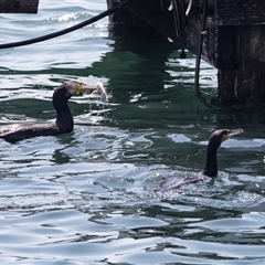 Phalacrocorax carbo at Batemans Bay, NSW - 1 Nov 2019 09:53 AM