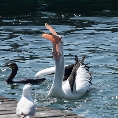 Pelecanus conspicillatus (Australian Pelican) at Batemans Bay, NSW - 31 Oct 2019 by AlisonMilton