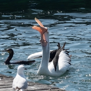 Pelecanus conspicillatus at Batemans Bay, NSW - 1 Nov 2019