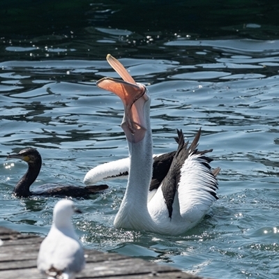 Pelecanus conspicillatus (Australian Pelican) at Batemans Bay, NSW - 1 Nov 2019 by AlisonMilton