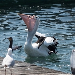 Pelecanus conspicillatus at Batemans Bay, NSW - 1 Nov 2019