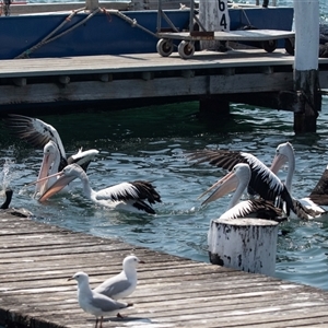 Pelecanus conspicillatus at Batemans Bay, NSW - 1 Nov 2019