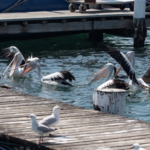 Pelecanus conspicillatus at Batemans Bay, NSW - 1 Nov 2019