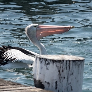 Pelecanus conspicillatus at Batemans Bay, NSW - 1 Nov 2019