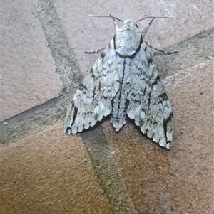 Psilogramma casuarinae (Privet Hawk Moth) at Phillip, ACT by clairechadb