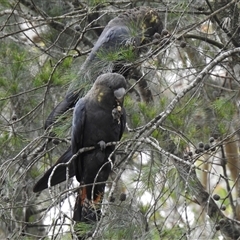 Calyptorhynchus lathami lathami (Glossy Black-Cockatoo) at Penrose, NSW - 12 Mar 2020 by GITM3