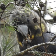 Calyptorhynchus lathami lathami at Penrose, NSW - suppressed