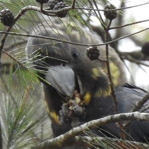 Calyptorhynchus lathami lathami at Penrose, NSW - suppressed