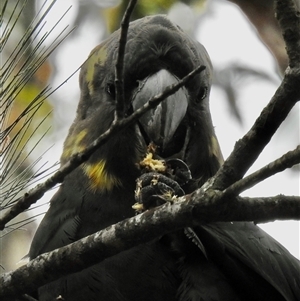 Calyptorhynchus lathami lathami at Penrose, NSW - suppressed