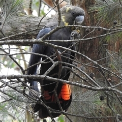 Calyptorhynchus lathami lathami at Penrose, NSW - suppressed