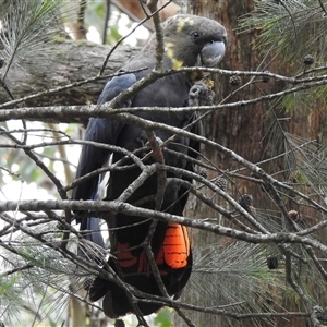 Calyptorhynchus lathami lathami at Penrose, NSW - suppressed