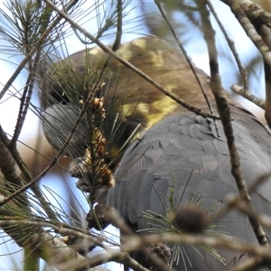 Calyptorhynchus lathami lathami at Penrose, NSW - suppressed