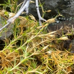 Stellaria pungens (Prickly Starwort) at Booth, ACT - 11 Jan 2025 by Mulch