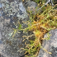 Stellaria pungens at Booth, ACT - 11 Jan 2025 11:54 AM