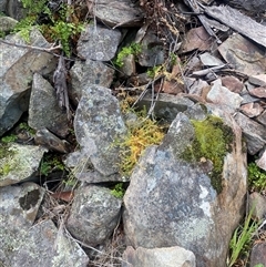 Stellaria pungens at Booth, ACT - 11 Jan 2025 11:54 AM