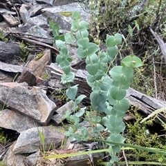 Veronica perfoliata (Digger's Speedwell) at Booth, ACT - 11 Jan 2025 by Mulch