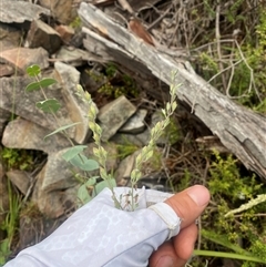 Veronica perfoliata at Booth, ACT - 11 Jan 2025 11:53 AM