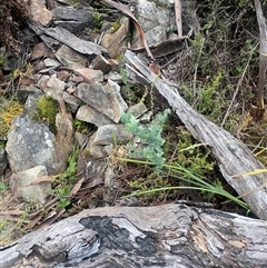 Veronica perfoliata at Booth, ACT - 11 Jan 2025 11:53 AM