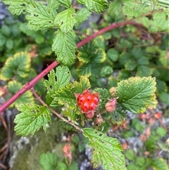 Rubus parvifolius (Native Raspberry) at Booth, ACT - 11 Jan 2025 by Mulch