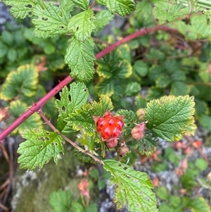 Rubus parvifolius (Native Raspberry) at Booth, ACT by Mulch