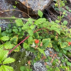 Rubus parvifolius at Booth, ACT - 11 Jan 2025 10:38 AM