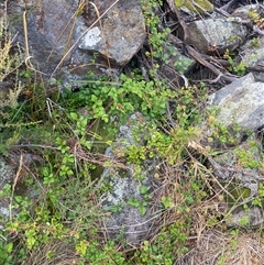 Rubus parvifolius at Booth, ACT - 11 Jan 2025 10:38 AM
