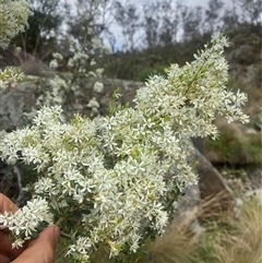 Bursaria spinosa (Native Blackthorn, Sweet Bursaria) at Booth, ACT - 10 Jan 2025 by Mulch