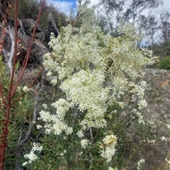 Bursaria spinosa at Booth, ACT - 11 Jan 2025 10:37 AM