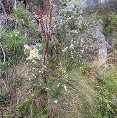 Bursaria spinosa at Booth, ACT - 11 Jan 2025 10:37 AM