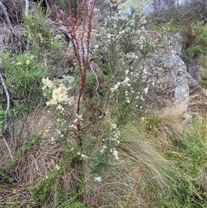Bursaria spinosa at Booth, ACT - 11 Jan 2025 10:37 AM