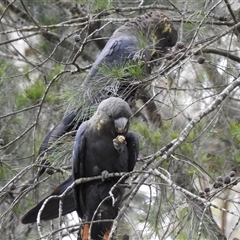 Calyptorhynchus lathami lathami at Penrose, NSW - suppressed