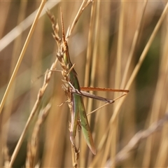 Acrida conica (Giant green slantface) at Wodonga, VIC - 11 Jan 2025 by KylieWaldon