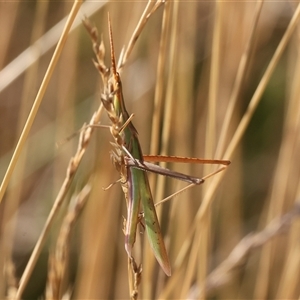 Acrida conica (Giant green slantface) at Wodonga, VIC by KylieWaldon