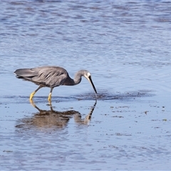 Egretta novaehollandiae (White-faced Heron) at Eden, NSW - 8 Nov 2018 by AlisonMilton