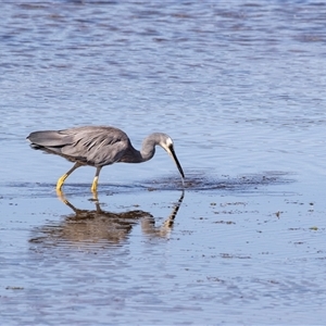 Egretta novaehollandiae at Eden, NSW - 8 Nov 2018