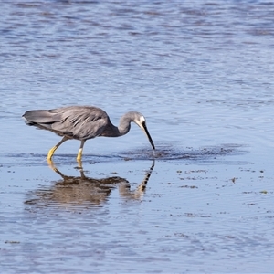 Egretta novaehollandiae at Eden, NSW - 8 Nov 2018 03:08 PM