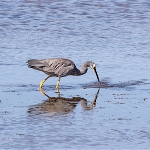 Egretta novaehollandiae at Eden, NSW - 8 Nov 2018