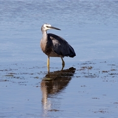 Egretta novaehollandiae at Eden, NSW - 8 Nov 2018