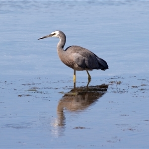 Egretta novaehollandiae at Eden, NSW - 8 Nov 2018