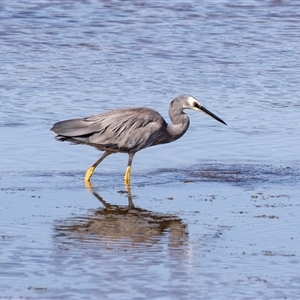 Egretta novaehollandiae at Eden, NSW - 8 Nov 2018