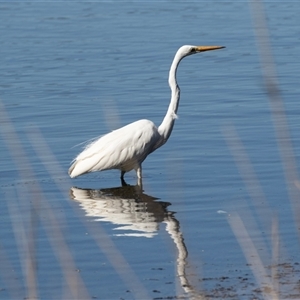 Ardea alba (Great Egret) at Eden, NSW by AlisonMilton