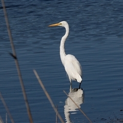 Ardea alba at Eden, NSW - 8 Nov 2018 03:29 PM
