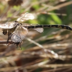 Austrogomphus cornutus at Wodonga, VIC - 10 Jan 2025 by KylieWaldon