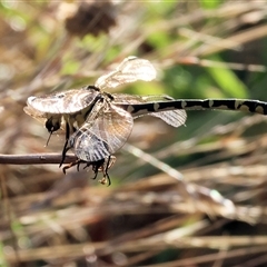 Austrogomphus cornutus at Wodonga, VIC - 11 Jan 2025 06:40 AM