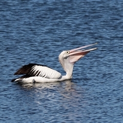 Pelecanus conspicillatus (Australian Pelican) at Eden, NSW - 8 Nov 2018 by AlisonMilton