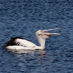 Pelecanus conspicillatus at Eden, NSW - 8 Nov 2018