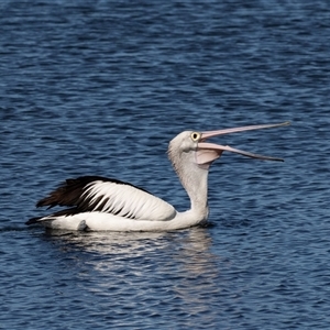 Pelecanus conspicillatus at Eden, NSW - 8 Nov 2018